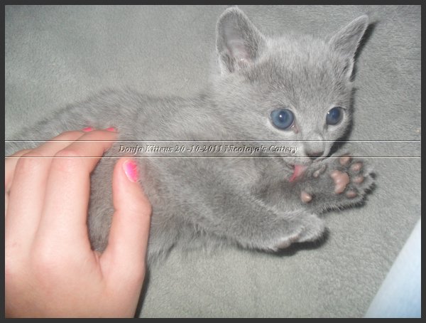 03 - Russisch Blauw Kittens Nicolaya's Cattery 20111127.JPG