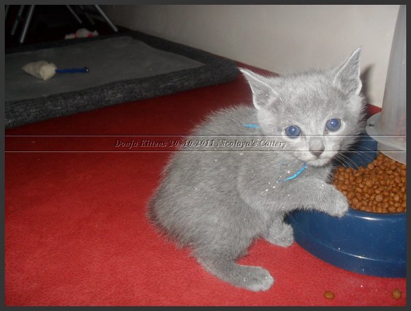 09 - Russisch Blauw Kittens Nicolaya's Cattery 20111127.JPG