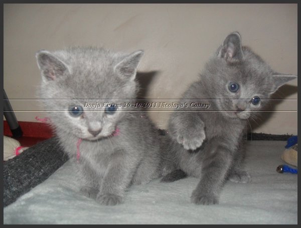 11 - Russisch Blauw Kittens Nicolaya's Cattery 20111127.JPG