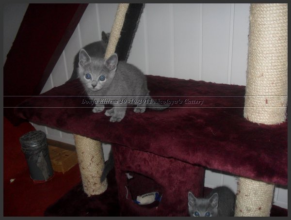 19 - Russisch Blauw Kittens Nicolaya's Cattery 20111212.JPG