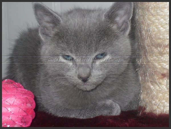 24 - Russisch Blauw Kittens Nicolaya's Cattery 20111212.JPG