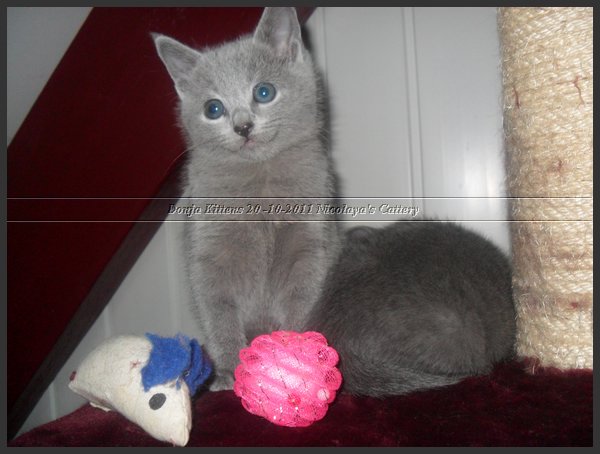 31 - Russisch Blauw Kittens Nicolaya's Cattery 20111212.JPG