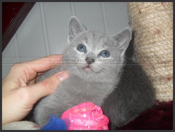 34 - Russisch Blauw Kittens Nicolaya's Cattery 20111212.JPG