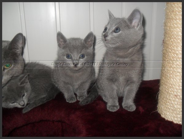 49 - Russisch Blauw Kittens Nicolaya's Cattery 20111212.JPG