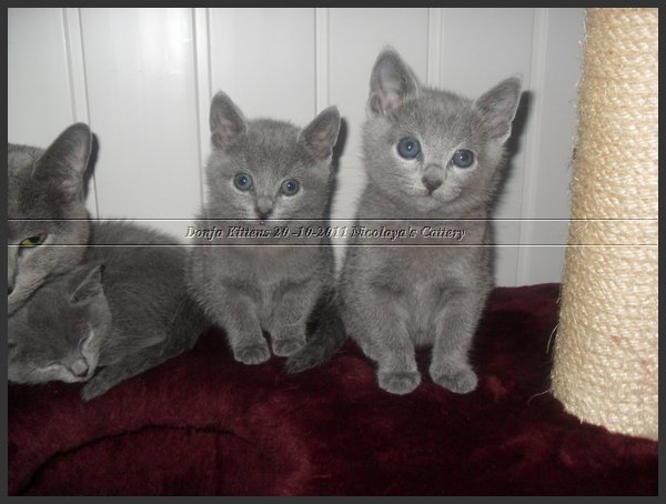 50 - Russisch Blauw Kittens Nicolaya's Cattery 20111212.JPG