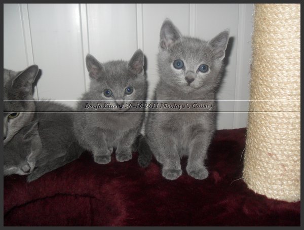 51 - Russisch Blauw Kittens Nicolaya's Cattery 20111212.JPG