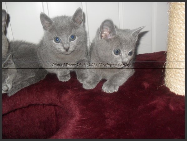 52 - Russisch Blauw Kittens Nicolaya's Cattery 20111212.JPG