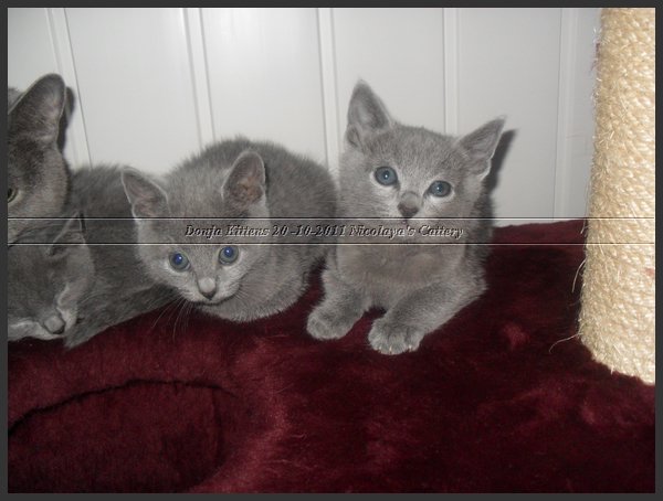 54 - Russisch Blauw Kittens Nicolaya's Cattery 20111212.JPG