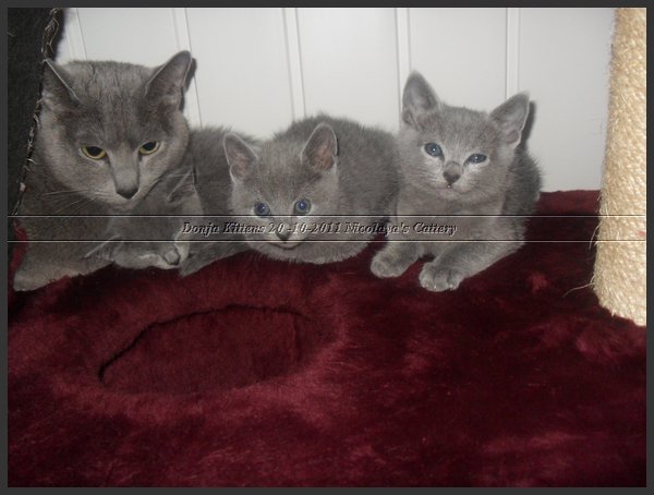 55 - Russisch Blauw Kittens Nicolaya's Cattery 20111212.JPG