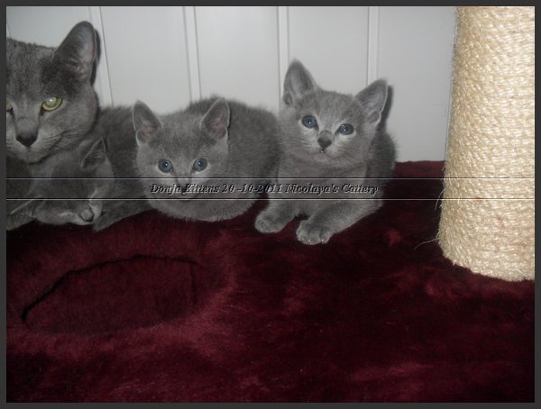 56 - Russisch Blauw Kittens Nicolaya's Cattery 20111212.JPG