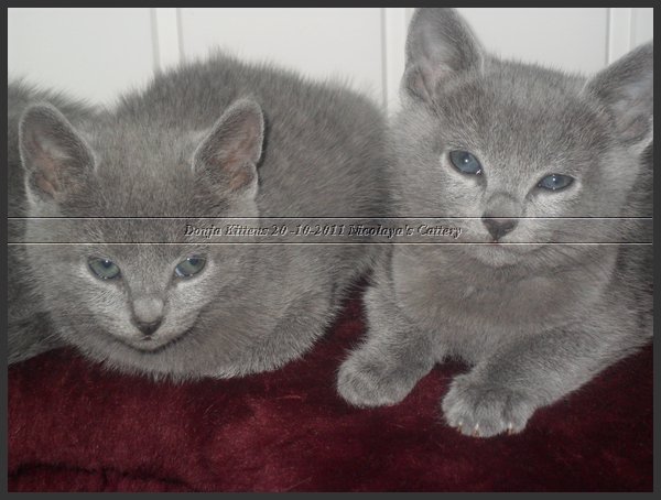 57 - Russisch Blauw Kittens Nicolaya's Cattery 20111212.JPG