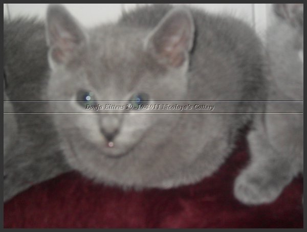 59 - Russisch Blauw Kittens Nicolaya's Cattery 20111212.JPG