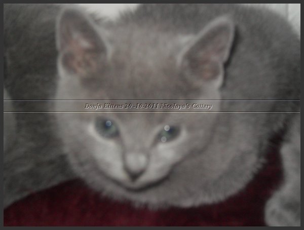 61 - Russisch Blauw Kittens Nicolaya's Cattery 20111212.JPG