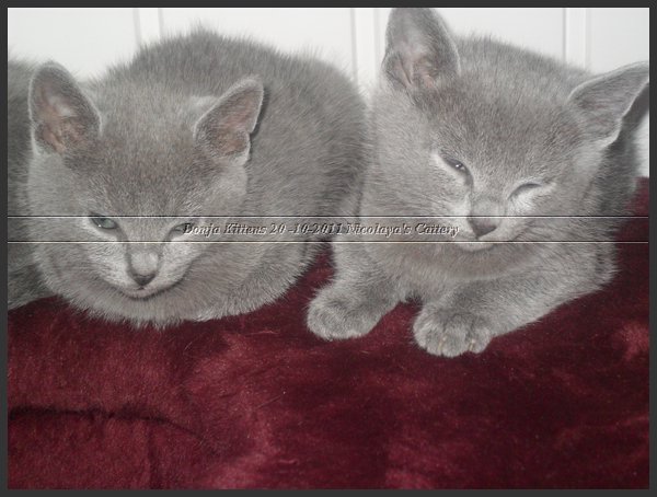 62 - Russisch Blauw Kittens Nicolaya's Cattery 20111212.JPG