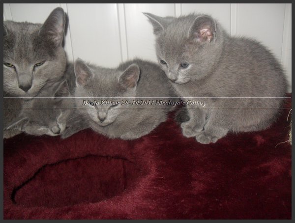 63 - Russisch Blauw Kittens Nicolaya's Cattery 20111212.JPG