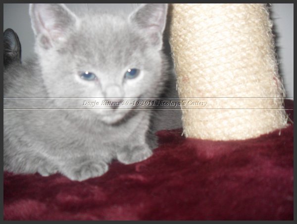 65 - Russisch Blauw Kittens Nicolaya's Cattery 20111212.JPG