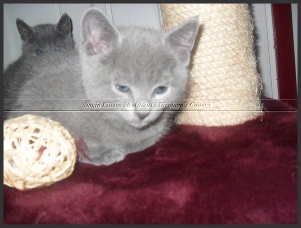 67 - Russisch Blauw Kittens Nicolaya's Cattery 20111212.JPG