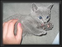 03 - Russisch Blauw Kittens Nicolaya's Cattery 20111127.JPG