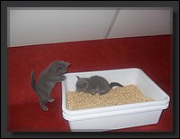 07 - Russisch Blauw Kittens Nicolaya's Cattery 20111127.JPG