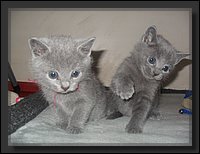 11 - Russisch Blauw Kittens Nicolaya's Cattery 20111127.JPG