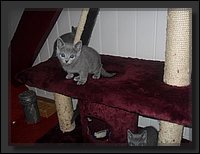 19 - Russisch Blauw Kittens Nicolaya's Cattery 20111212.JPG