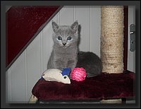 30 - Russisch Blauw Kittens Nicolaya's Cattery 20111212.JPG