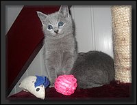 31 - Russisch Blauw Kittens Nicolaya's Cattery 20111212.JPG