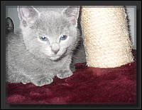 65 - Russisch Blauw Kittens Nicolaya's Cattery 20111212.JPG