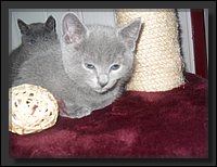 67 - Russisch Blauw Kittens Nicolaya's Cattery 20111212.JPG