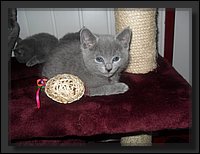 71 - Russisch Blauw Kittens Nicolaya's Cattery 20111212.JPG