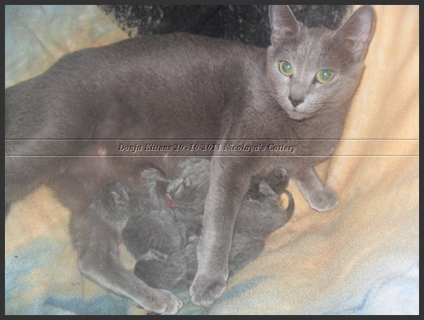 05 - Russisch Blauw Kittens Nicolaya's Cattery 20111020.JPG