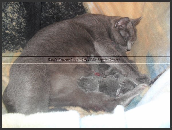 07 - Russisch Blauw Kittens Nicolaya's Cattery 20111020.JPG