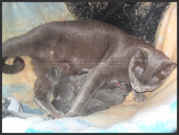 09 - Russisch Blauw Kittens Nicolaya's Cattery 20111020.JPG