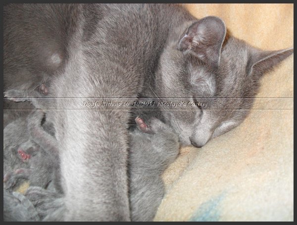 10 - Russisch Blauw Kittens Nicolaya's Cattery 20111020.JPG