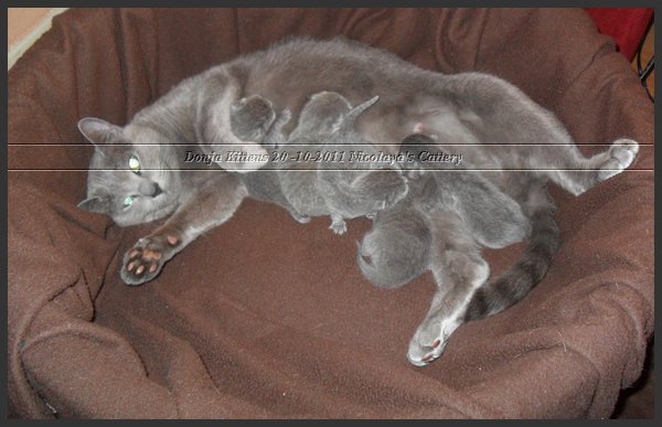 12 - Russisch Blauw Kittens Nicolaya's Cattery 20111106.JPG