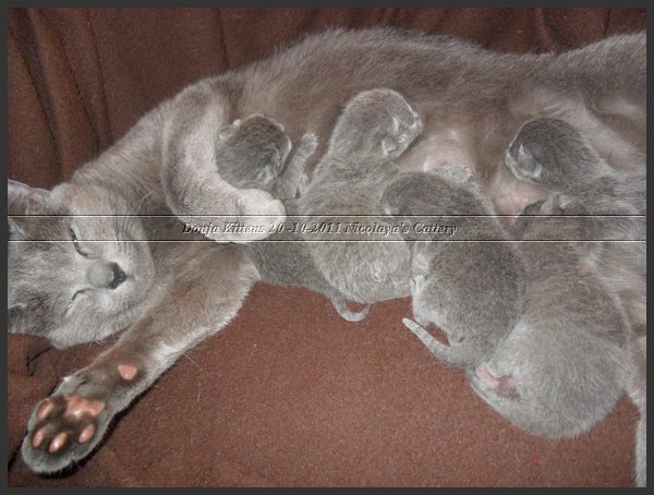 14 - Russisch Blauw Kittens Nicolaya's Cattery 20111021.JPG