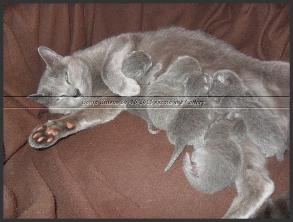 15 - Russisch Blauw Kittens Nicolaya's Cattery 20111021.JPG