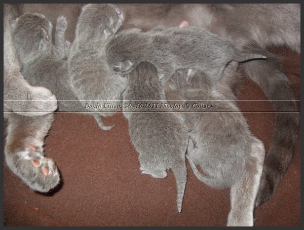 18 - Russisch Blauw Kittens Nicolaya's Cattery 20111021.JPG