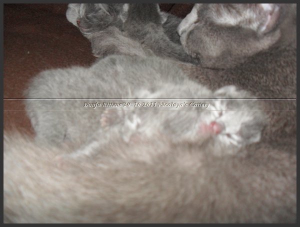 19 - Russisch Blauw Kittens Nicolaya's Cattery 20111021.JPG