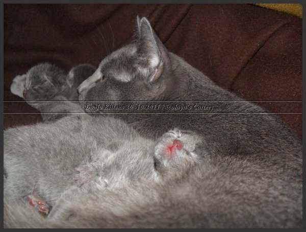 23 - Russisch Blauw Kittens Nicolaya's Cattery 20111021.JPG