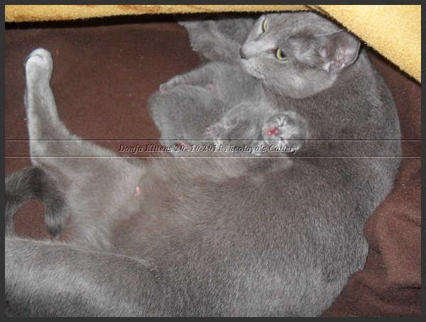 24 - Russisch Blauw Kittens Nicolaya's Cattery 20111021.JPG