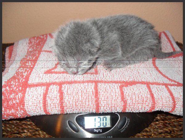 35 - Russisch Blauw Kittens Nicolaya's Cattery 20111021.JPG