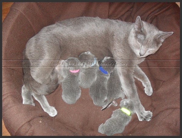 46 - Russisch Blauw Kittens Nicolaya's Cattery 20111021.JPG