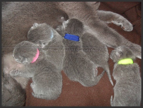 48 - Russisch Blauw Kittens Nicolaya's Cattery 20111021.JPG