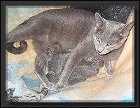 08 - Russisch Blauw Kittens Nicolaya's Cattery 20111020.JPG