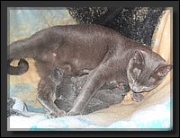 09 - Russisch Blauw Kittens Nicolaya's Cattery 20111020.JPG