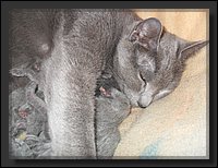 10 - Russisch Blauw Kittens Nicolaya's Cattery 20111020.JPG