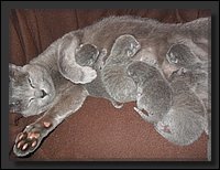 14 - Russisch Blauw Kittens Nicolaya's Cattery 20111021.JPG