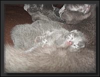 19 - Russisch Blauw Kittens Nicolaya's Cattery 20111021.JPG