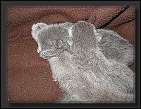 27 - Russisch Blauw Kittens Nicolaya's Cattery 20111021.JPG